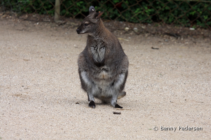 brunhalset kaenguru IMG_9991.jpg - Brunhalset  Kænguru (Macropus rufogriseus)